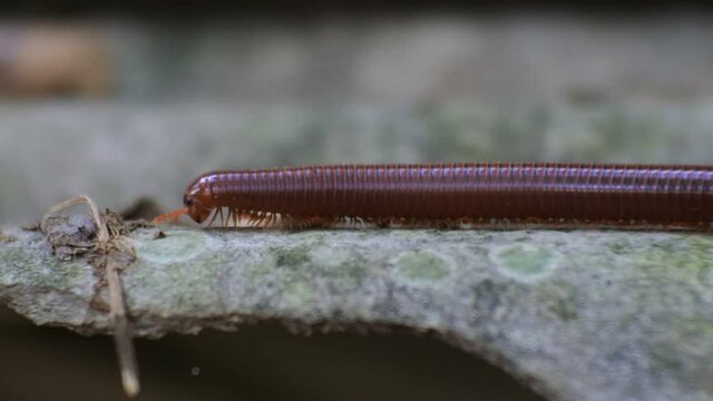millipedes crawling on the wood
