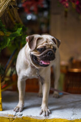 Cheerful and funny pug puppy stands on the table and looks around. Adorable pug dog. Lovely picture. high quality photo.