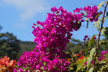 Obraz premium flores