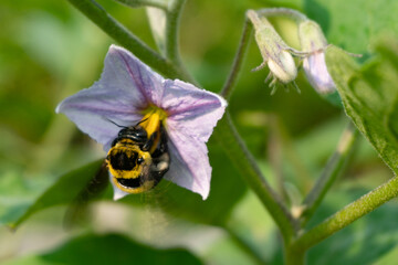 The giant honey bee in the Philippines pollinates the village garden eggplant flowers. 