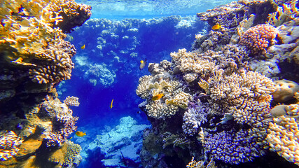 two coral reefs between which tropical fish swim