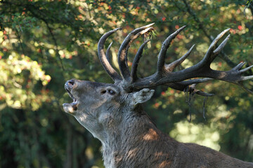 Cerf, Cervus elaphus