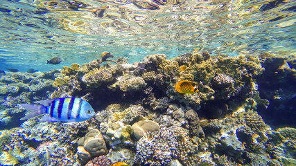 coral reefs located near the surface of the red sea near which tropical fish swim
