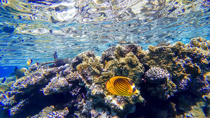 coral reefs located near the surface of the red sea near which tropical fish swim