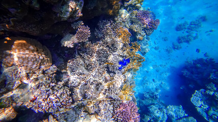 Fototapeta na wymiar view of the corals of the underwater kingdom in which a blue shell lurks