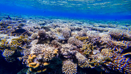 Naklejka na ściany i meble a beautiful white fish with red eyes swims near the coral of the red sea in search of food