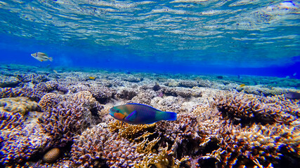 a red and blue fish swims near the coral at the bottom of the red sea