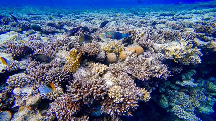 Naklejka na ściany i meble под поверхностью красного моря тропические рыбы разноцветного оттенка плавают рядом с красивыми кораллами