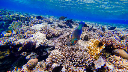 Naklejka na ściany i meble под поверхностью красного моря тропические рыбы разноцветного оттенка плавают рядом с красивыми кораллами