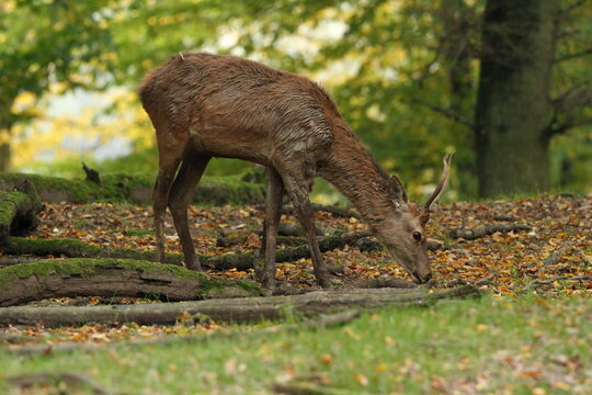 Cerf, Cervus elaphus