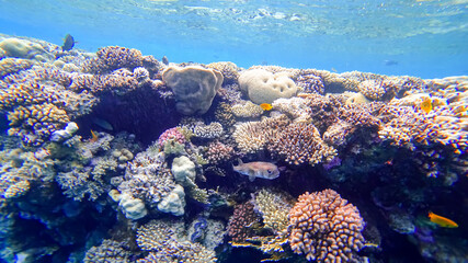 Naklejka na ściany i meble puffer fish hides near the corals of the red sea