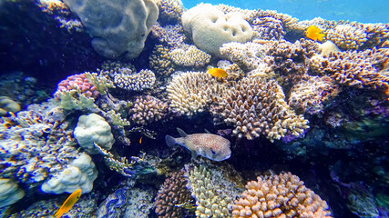puffer fish hides near the corals of the red sea