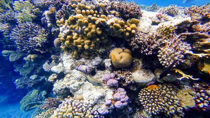 the most beautiful view of the underwater kingdom which is located on the red sea