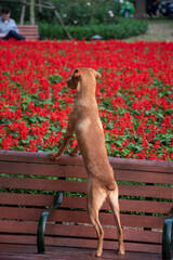 Dog in the garden