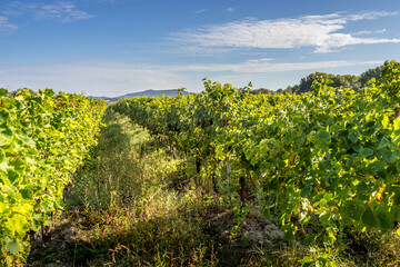 Fototapeta na wymiar Vineyards of the Rhone Valley, France