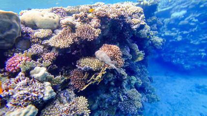the inhabitants of the red sea are a dangerous puffer fish that currently wants to hide near corals