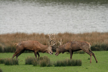 Cerf, Cervus elaphus