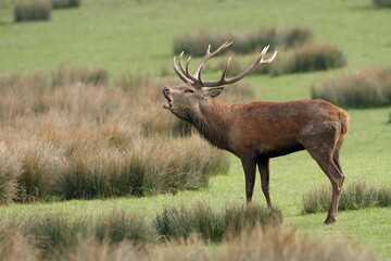 Cerf, Cervus elaphus