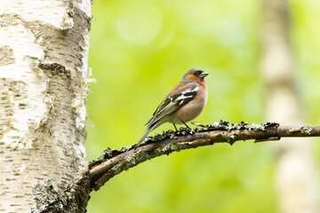 Adult male Common chaffinch, Fringilla coelebs standing on a Birch branch on a spring evening in Estonian boreal forest.