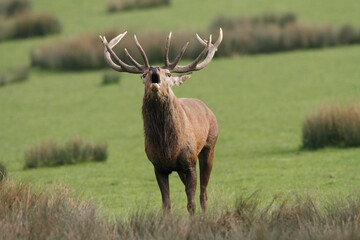 Cerf, Cervus elaphus