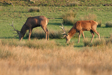 Cerf, Cervus elaphus