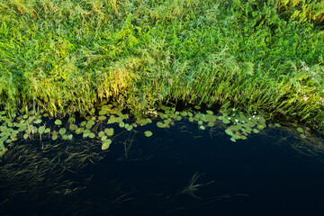 An aerial view of a lush river bank on a summer evening in Estonia, Northern Europe.