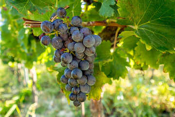 bunch of ripe grapes just before the harvest