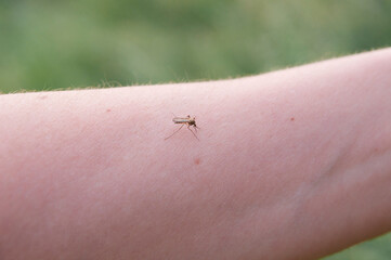 Close-up of the hand on which the mosquito sits and bites