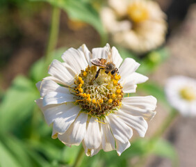 Obraz premium Honey bee collecting pollen on a yellow and white dahlia flower