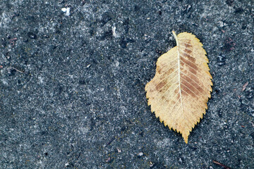 colorful yellow autumn leaf on the asphalt road background
