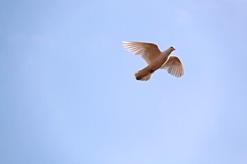 White dove