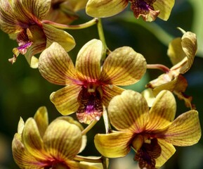 Obraz na płótnie Canvas orchid on green background