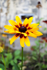 bright colorful beautiful Rudbeckia flowers close up wallpaper