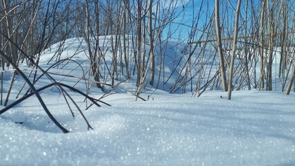 snow covered trees