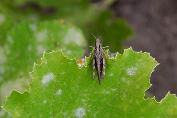 The grasshopper insect sits on the edge of a light green leaf. White blurred spots on the sheet