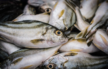Fresh sea fish brought from fishing boats are sold in the Ban Laem Chabang Fish Market, Thailand.