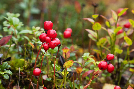 Red ripe Dwarf cornel, Cornus suecica berries in Finnish Lapland, Northern Europe. 