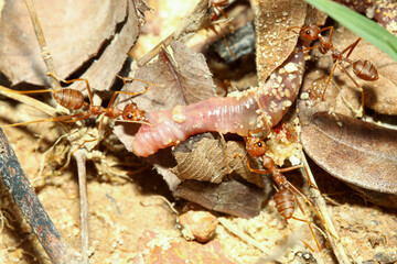 Close up group red ant is animal bug wildlife and attack earthworm for food