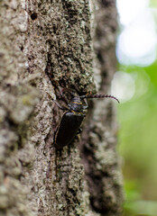 A large black beetle on a tree trunk