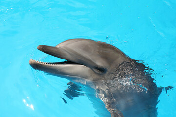 Dolphin swimming in pool at marine mammal park