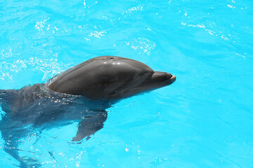 Dolphin swimming in pool at marine mammal park