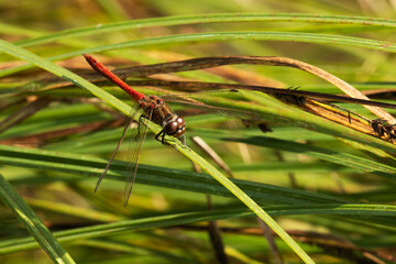 Dragonfly Yellow-winged darter, Sympetrum flaveolum resting on a plant by a small pond in Europe. 
