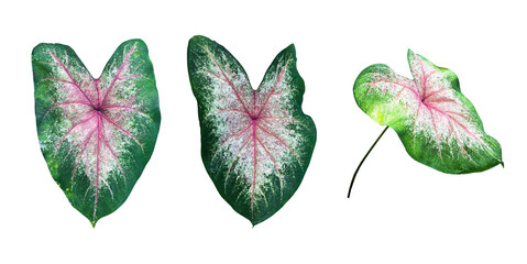 Isolated heart of jesus or caladium bicolor leaf with clipping paths.