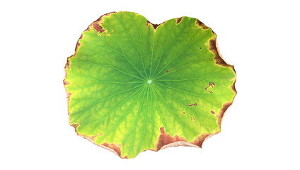 Isolated rotten or old waterlily or lotus leaf with clipping paths.