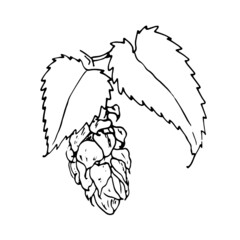 Vector hop cones with leaves. Hand-drawn sprig, hop cone and leaves, in sketch style, isolated black outline on a white background for a packaging design template, labels
