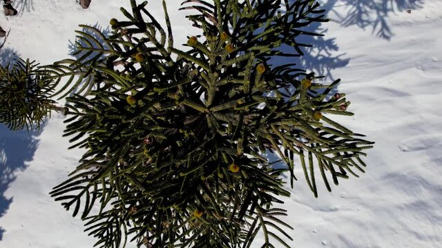 Aerial view of araucarias with snow. Top view