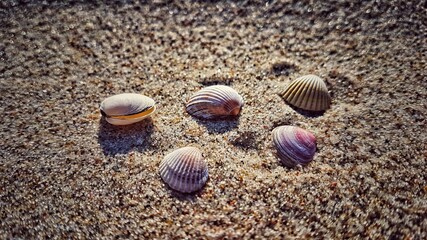 Seashells on the Seashore of Ruegen