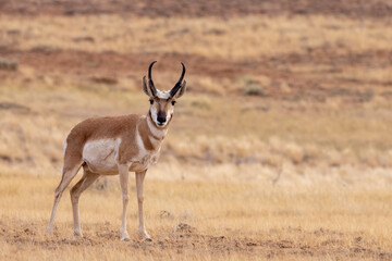 Naklejka na ściany i meble Pronghorn Antelope on Wyoming prairie