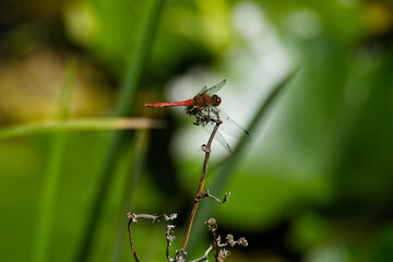 Male Spotted Darter (Sympetrum depressiusculum) dragonfly on tree branch in Zurich, Switzerland