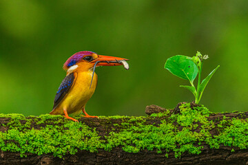 kingfisher on a branch
